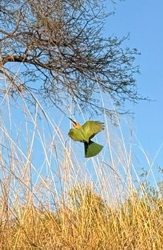 Un guêpier d'Orient vole avec les ailes déployées au-dessus d'herbes sèches devant un arbre.