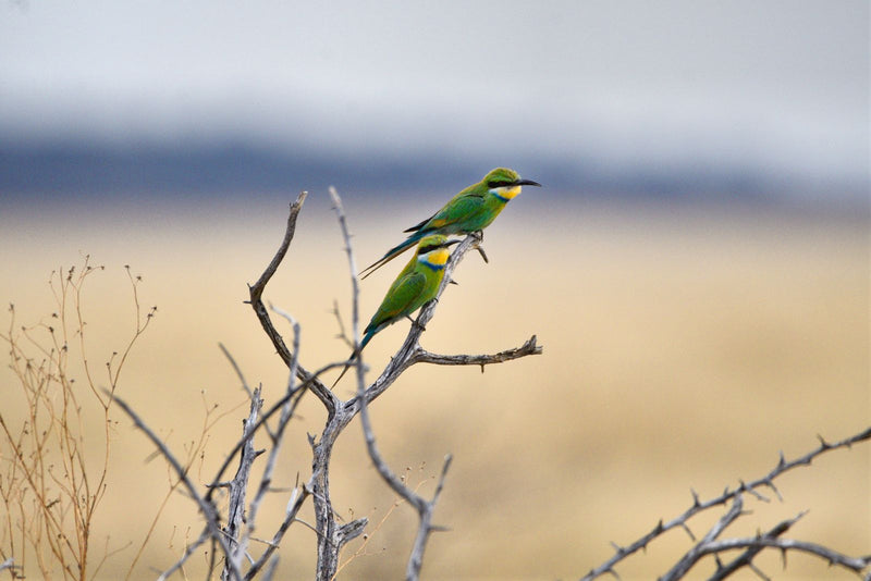 Deux Guêpiers d'Orient se reposent sur les branches nues et épineuses d'un arbuste. Un vaste paysage sec est visible dans le fond flou.