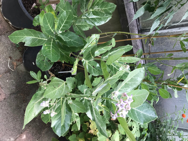 L'image montre une saine pomme de Sodom en pot. On distingue clairement les grandes feuilles vert grisâtre et quelques fleurs violet clair.