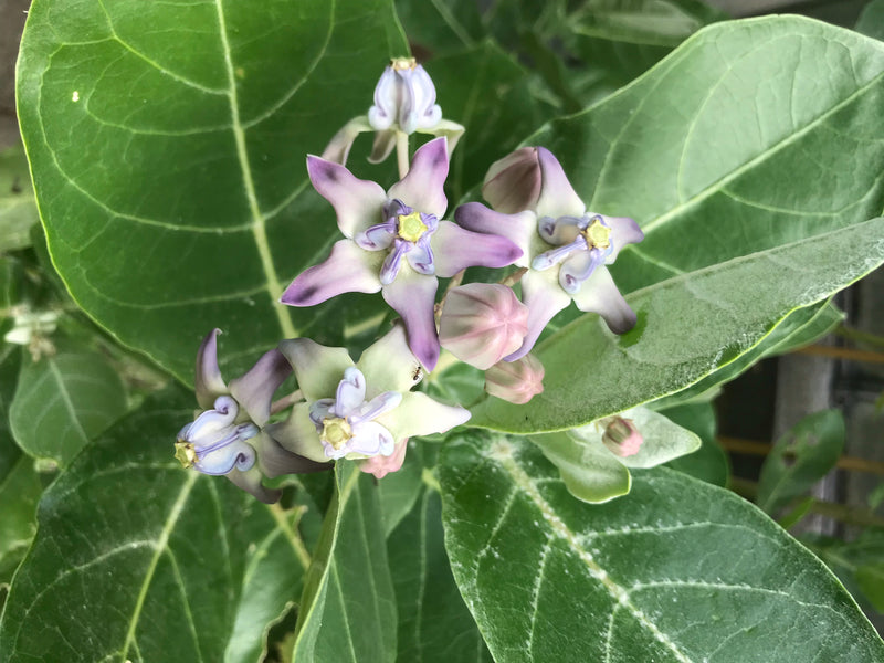 L'image montre les fleurs caractéristiques en forme d'étoile et les grandes feuilles du pommier de Sodome. Les parties de la plante sont clairement représent...