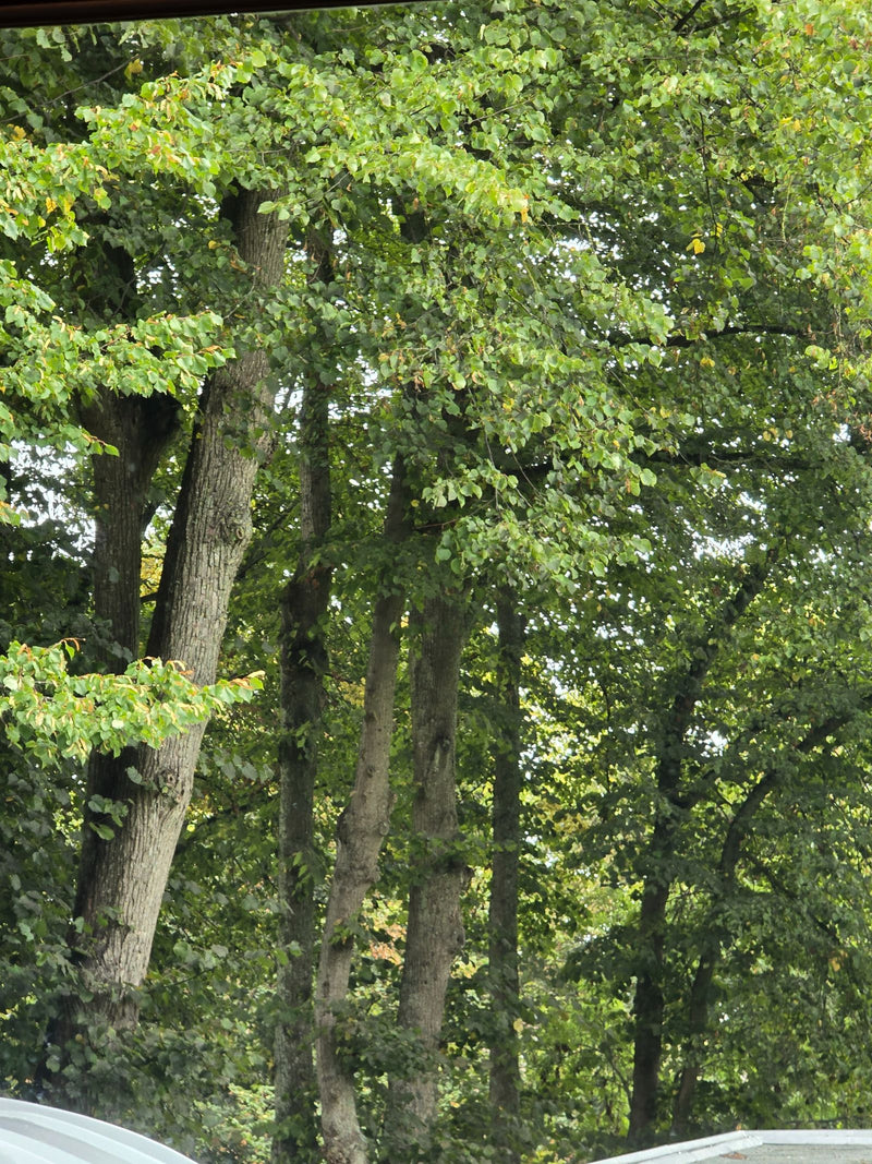 L'image montre un tilleul majestueux avec des troncs prononcés et une dense canopée de feuilles vertes.