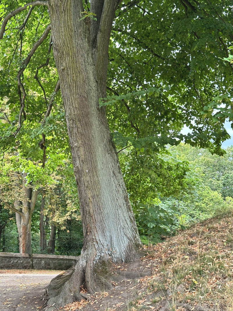 On aperçoit le tronc robuste et la cime d'un grand tilleul au bord du chemin. Le feuillage vert s'étend au-dessus de la pente.