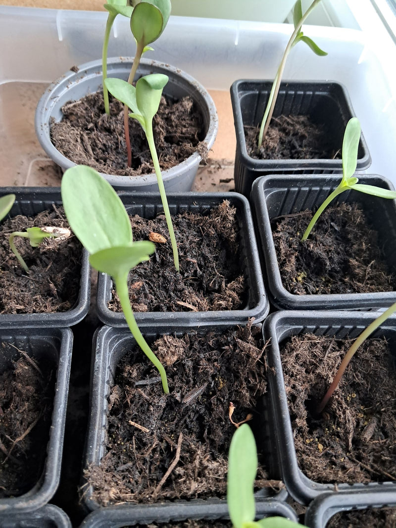 Tournesols — Bild 1