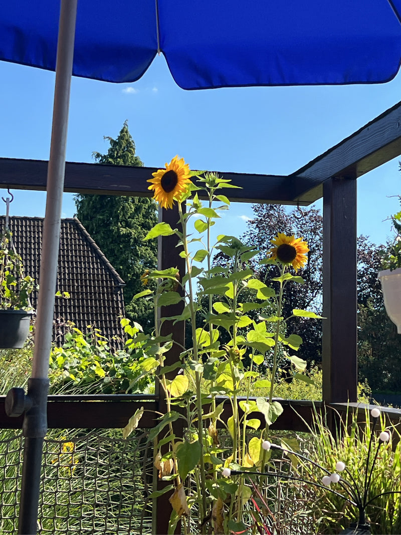 Des tournesols en fleurs avec des pétales jaunes se trouvent sur une terrasse. Ils poussent droit dans un environnement avec du mobilier de balcon et un para...