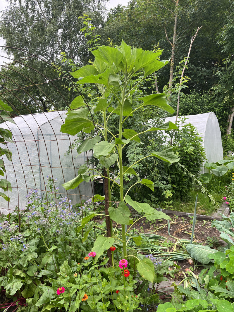 Un grand tournesol pousse au centre d'un jardin, entouré de légumes et de fleurs. Des serres et des arbres sont visibles en arrière-plan.