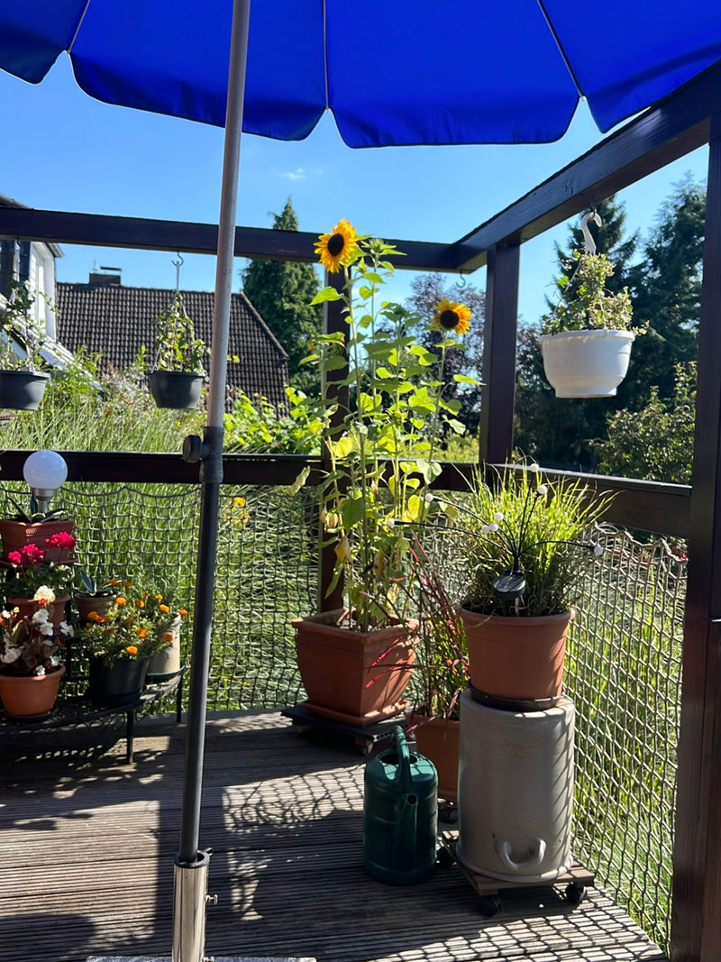 Deux grands tournesols se trouvent dans un bac à plantes marron sur une terrasse en bois ensoleillée. Les plantes arborent leurs têtes de fleurs jaunes carac...
