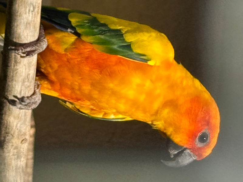 Une conure soleil au plumage jaune et orange éclatant se penche en avant, perchée sur une branche de bois.