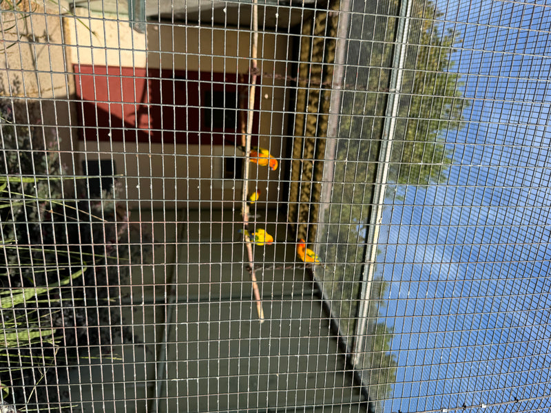 Quatre Conures soleil sont perchées sur une branche dans une volière. La photo a été prise à travers un grillage fin.