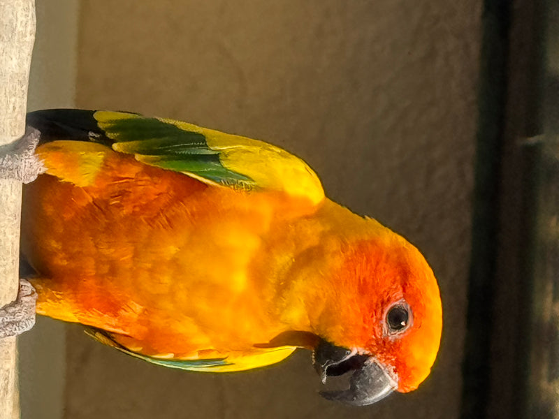 Une conure soleil au plumage jaune et orange vif est perchée sur une branche et regarde vers le bas.