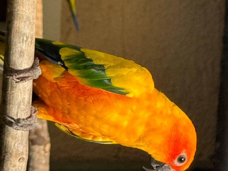 Une conure soleil au plumage jaune et orange vif est perchée tête en bas sur une branche.