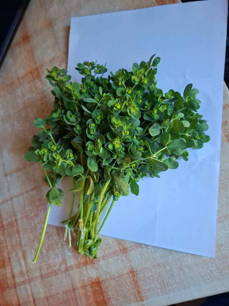 Plusieurs tiges coupées d'euphorbe réveil-matin avec des inflorescences vert-jaunâtre reposent sur une feuille de papier blanc.
