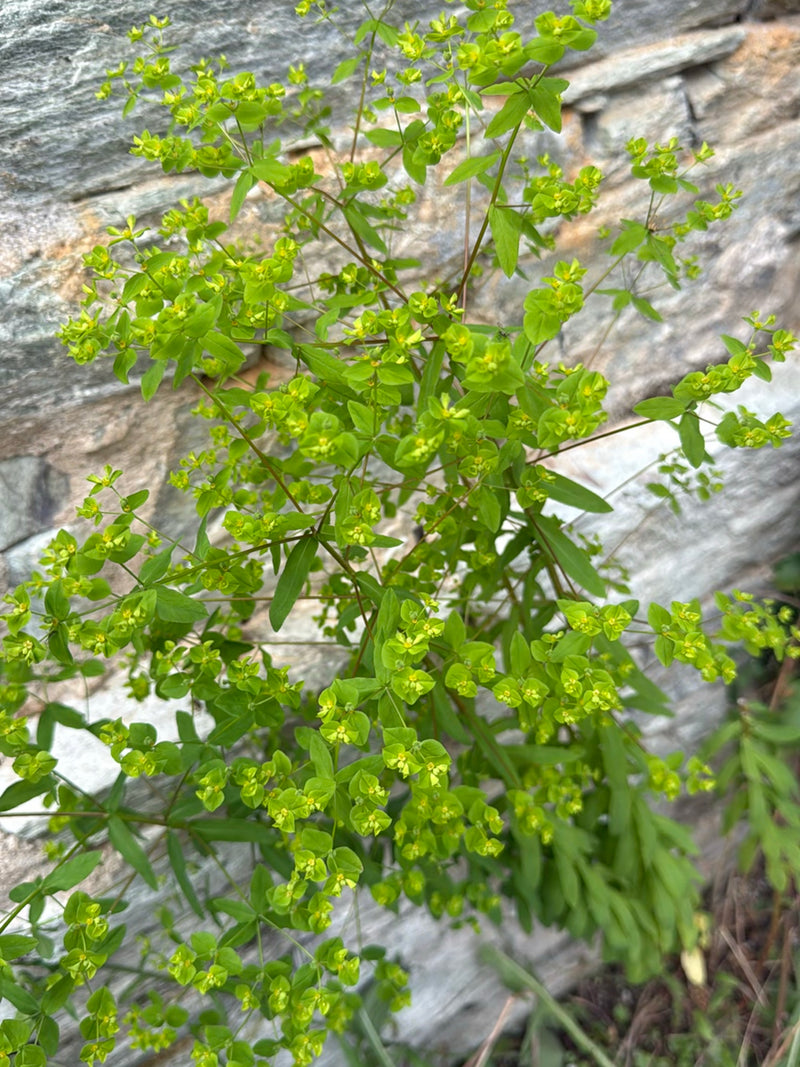 L'image montre une euphorbe réveil-matin avec des feuilles et des inflorescences jaune-vert typiques devant un mur de pierre.