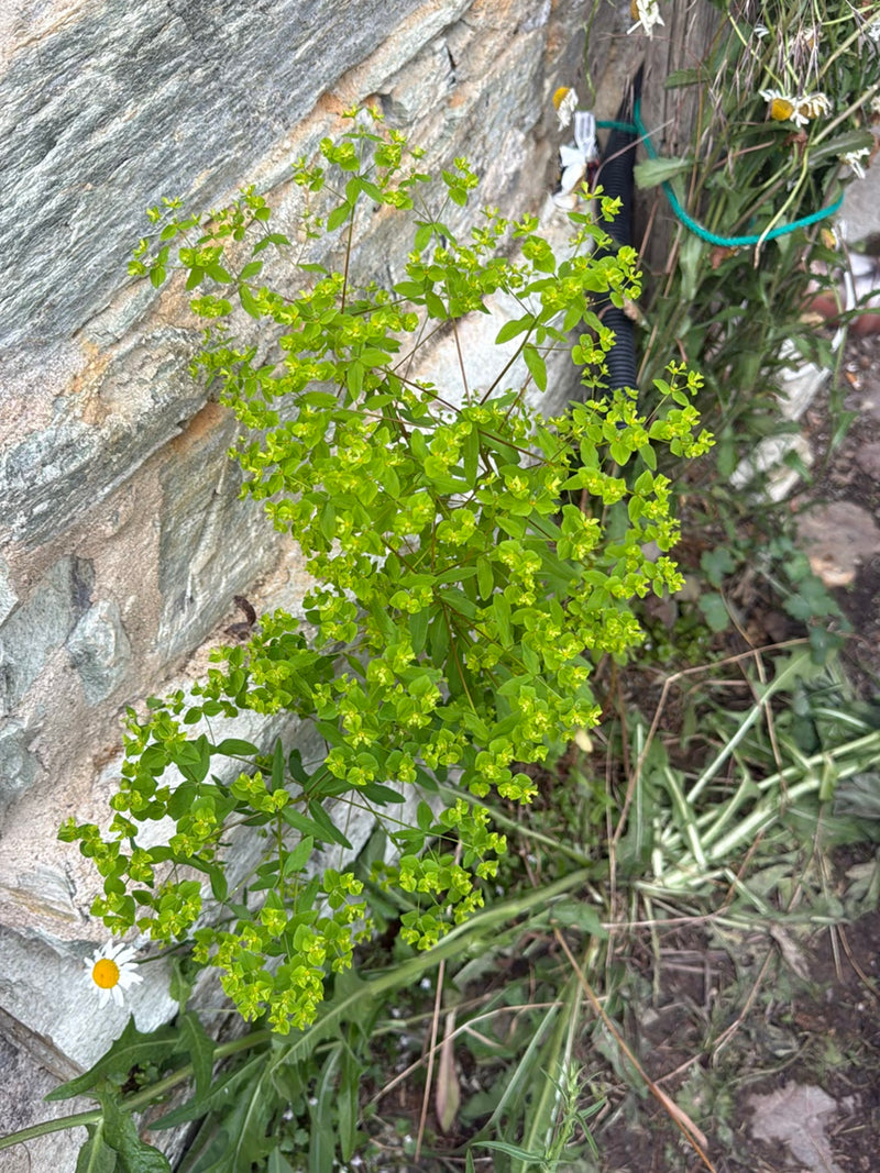 On aperçoit une euphorbe réveille-matin en fleurs devant un mur de pierre rustique. La plante présente ses inflorescences et feuilles jaune-vert typiques.