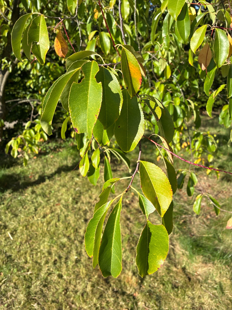 Rameaux d'un cerisier noir aux feuilles nettement luisantes et finement dentées, éclairés par le soleil devant une pelouse.