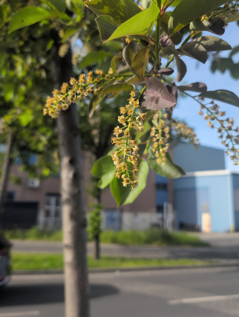 Cerisier des oiseaux tardif — Bild 1