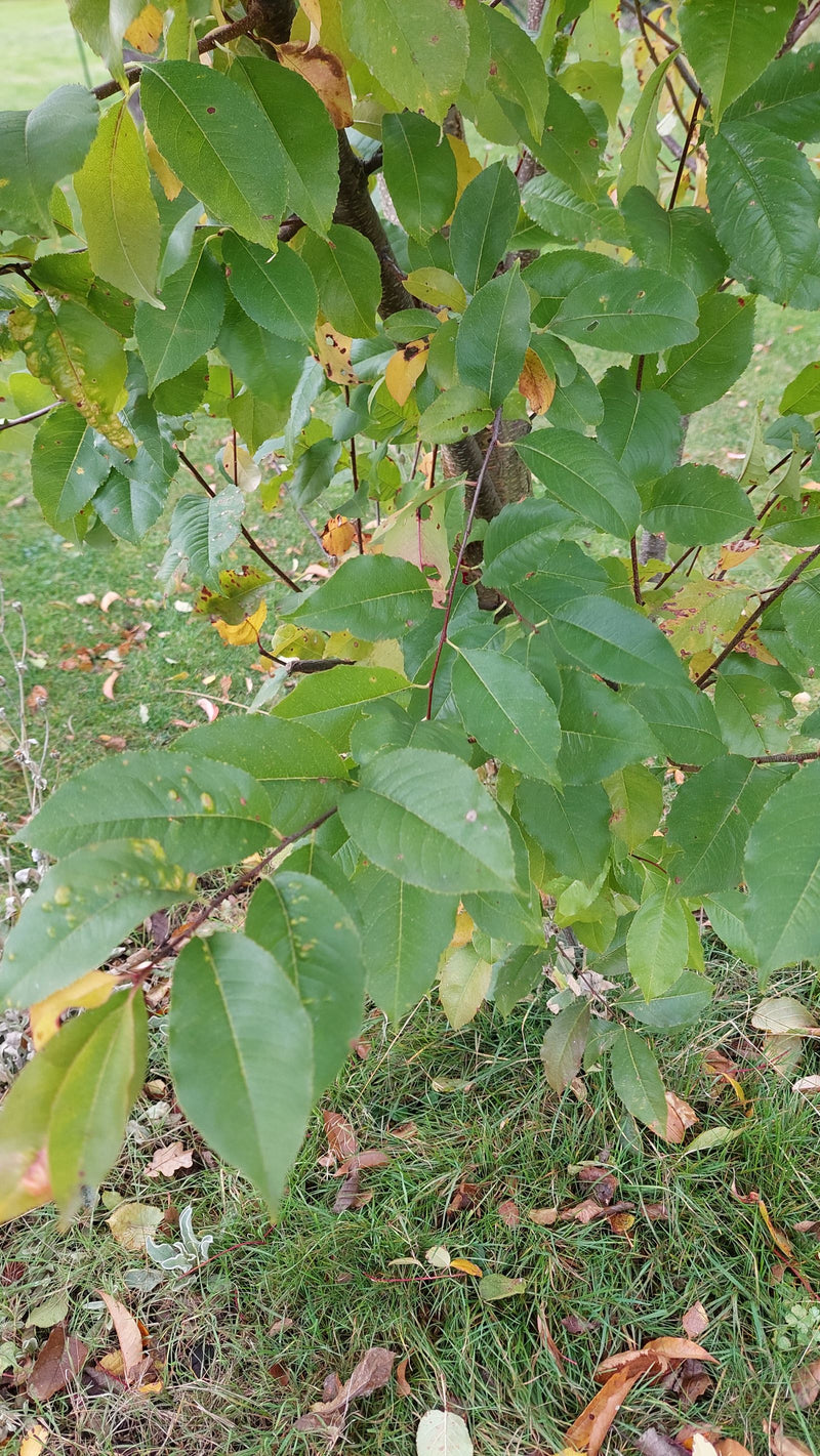 Branches d'un cerisier tardif avec des feuilles vertes et débutant leur coloration automnale au-dessus d'une pelouse.