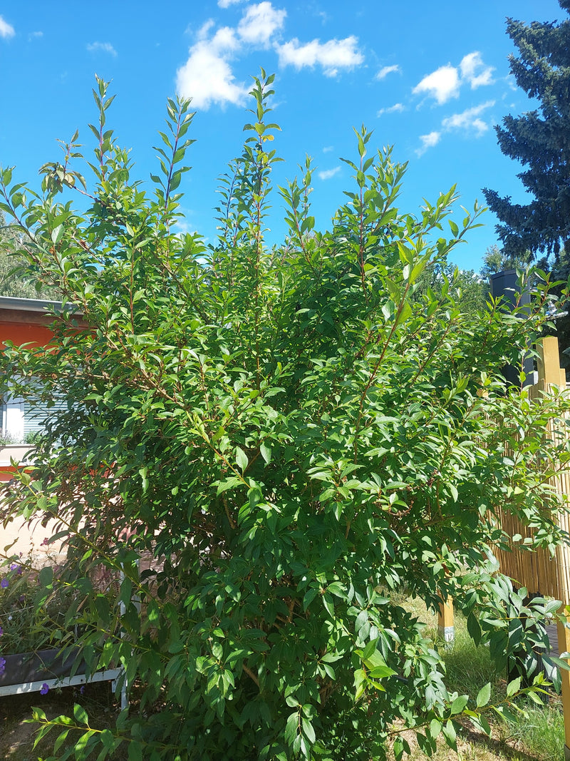 On voit un arbuste touffu de cerisier tardif avec de nombreuses feuilles vertes sur fond de ciel bleu.