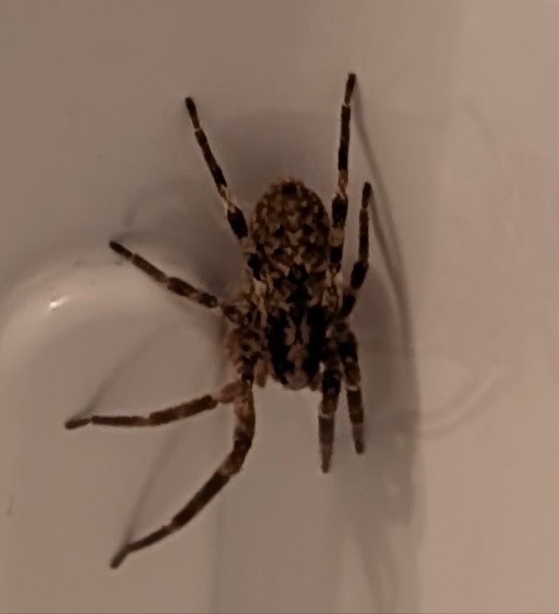 Araignée croisée fendue — Bild 1