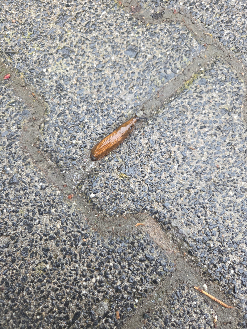 Limace espagnole — Bild 1