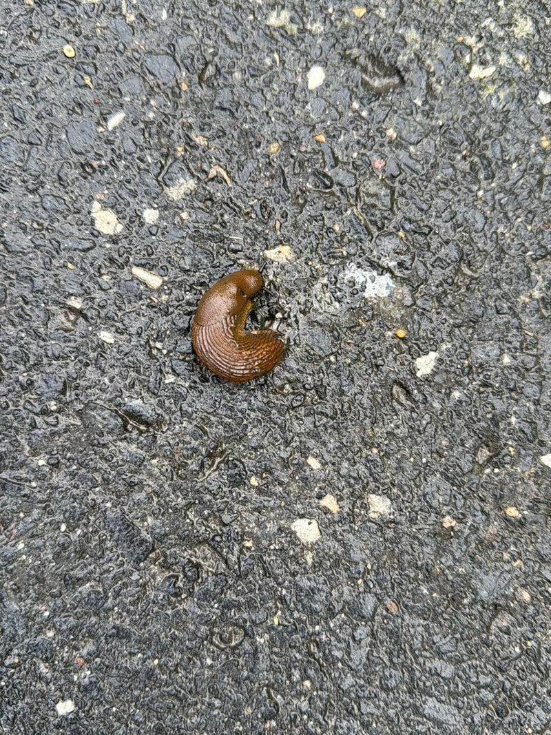 Une limace ibérique brune rampe sur un sol en asphalte mouillé. L'animal est bien visible du dessus.