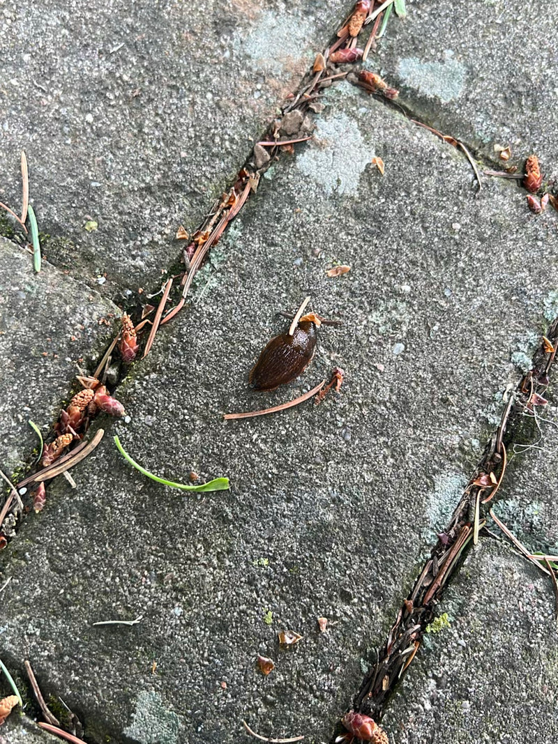 Limace espagnole — Bild 3