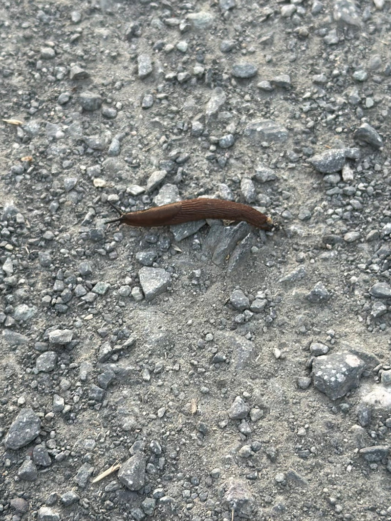Une limace espagnole marron rampe lentement sur un chemin de gravier gris. La vue de dessus montre l'animal dans son environnement naturel.