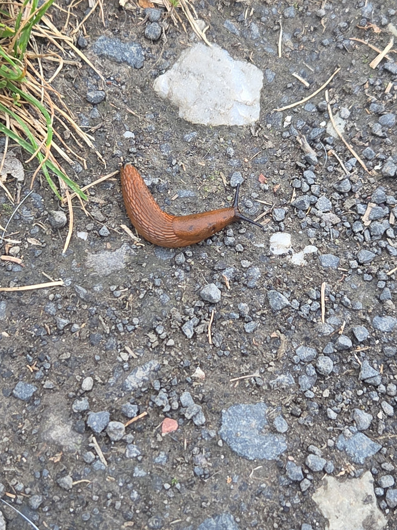 Une limace espagnole brune rampe lentement sur un chemin de gravier. L'animal est entièrement et nettement visible.