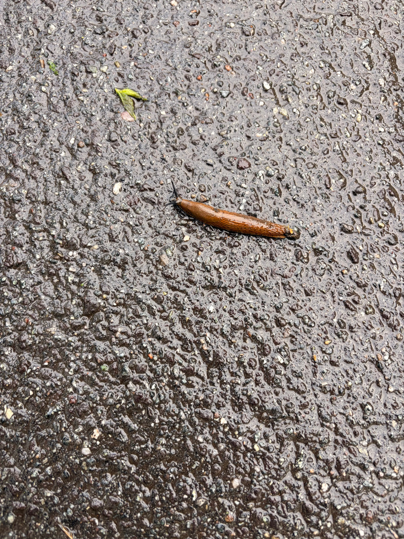 Spanische Wegschnecke — Bild 4