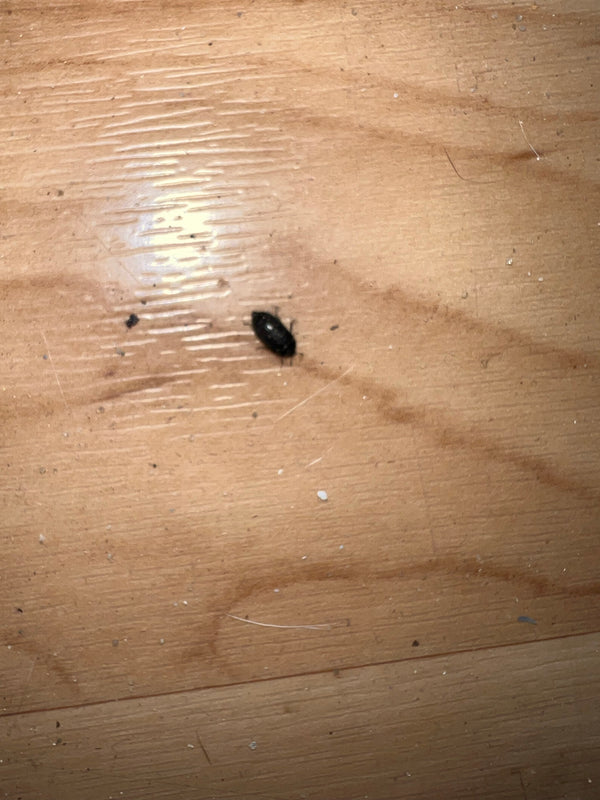Un petit dermeste du lard marche sur un plancher en bois clair. L'insecte est de petite taille et à peine reconnaissable.