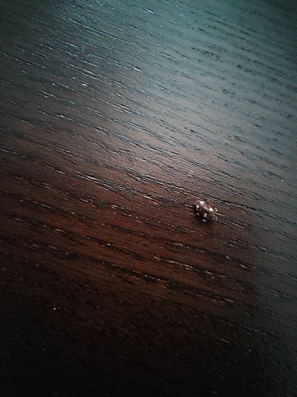 Un dermeste du lard est posé sur une surface en bois sombre. L'insecte présente la bande claire typique sur ses élytres par ailleurs sombres.