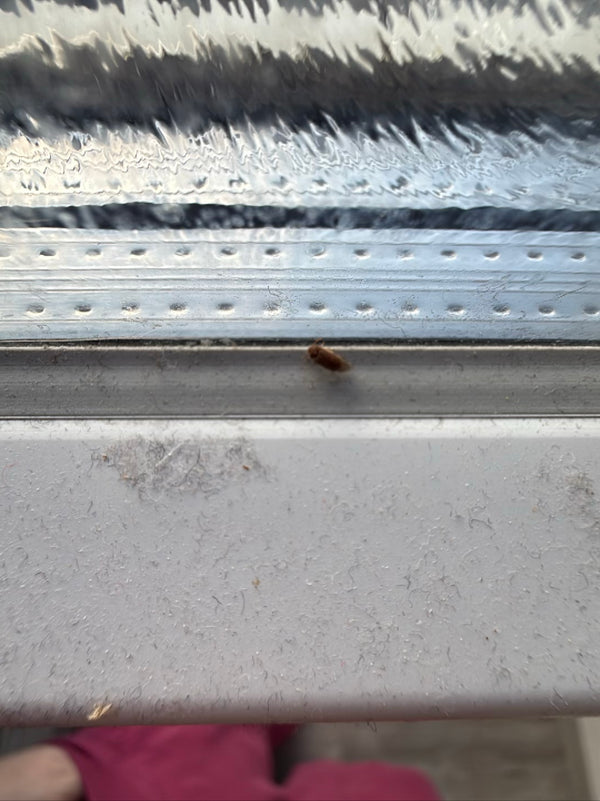 L'image montre un dermeste du lard posé sur un rebord de fenêtre clair. L'insecte présente sa coloration caractéristique.