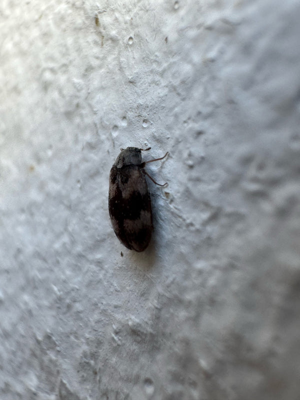 Un dermeste du lard est posé sur un mur crépis clair et texturé. L'insecte est visible de profil et légèrement par le dessus.