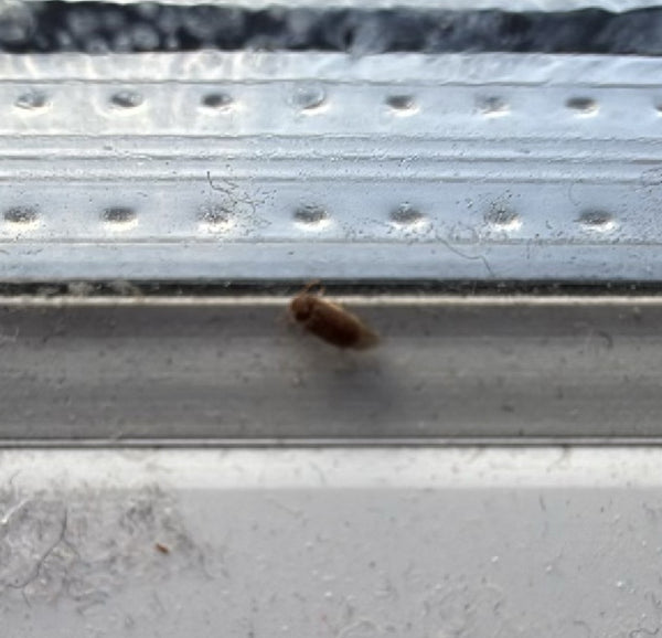 Un dermeste du lard se trouve sur un appui de fenêtre clair. L'insecte est légèrement flou.