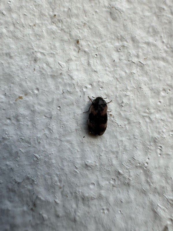 Un dermeste du lard est posé sur un mur clair et texturé. L'insecte présente la bande claire et sombre typique sur ses élytres.