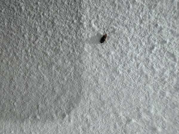 Un dermeste du lard est posé sur un mur clair et texturé. L'insecte présente le motif clair-obscur typique sur ses élytres.