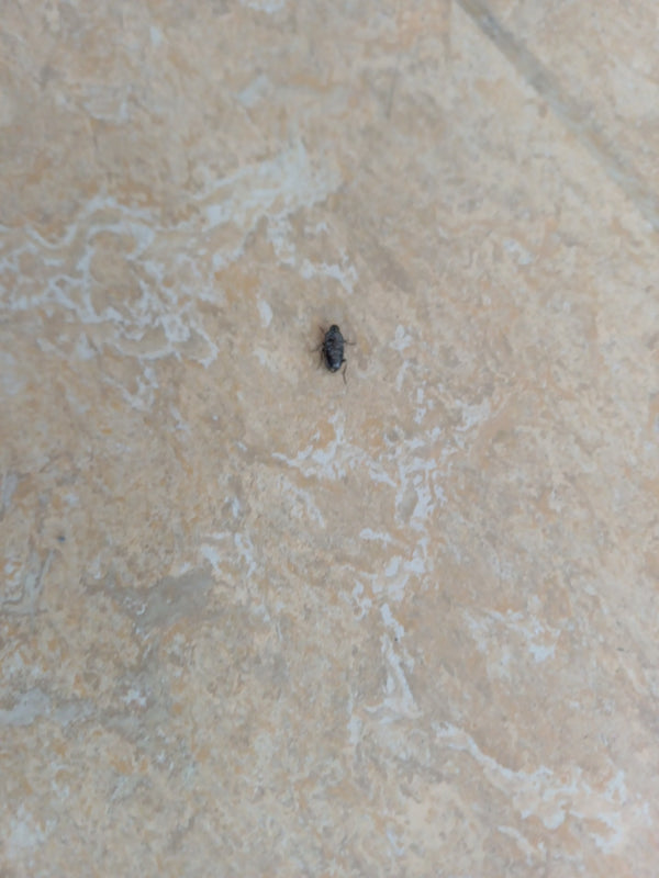Un petit dermeste sombre est posé sur un sol carrelé clair. L'insecte est bien visible.