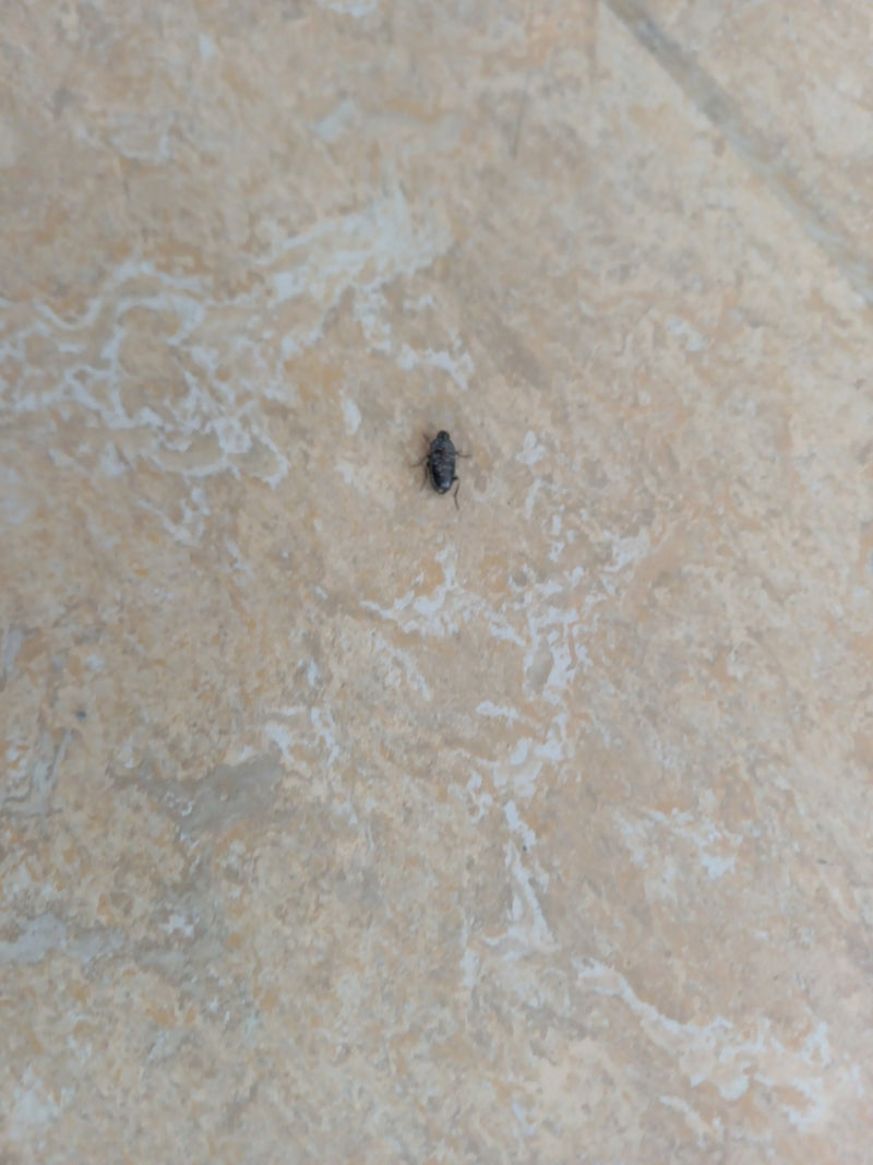 Coléoptères mouchetés — Bild 1