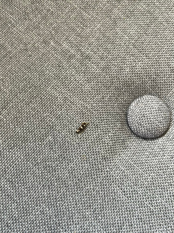 Une petite larve d'anthrène est assise sur un tissu textile gris. L'insecte est visible de loin.