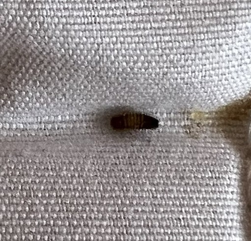 Une larve de dermeste brunâtre est visible sur un tissu clair. Elle est en position de repos.