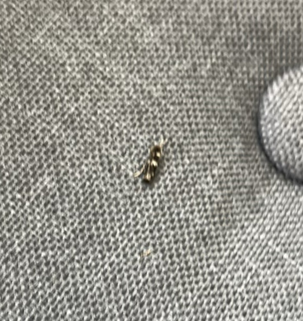 Un petit dermeste est visible sur un fond de tissu gris. L'insecte est posé calmement sur la surface.