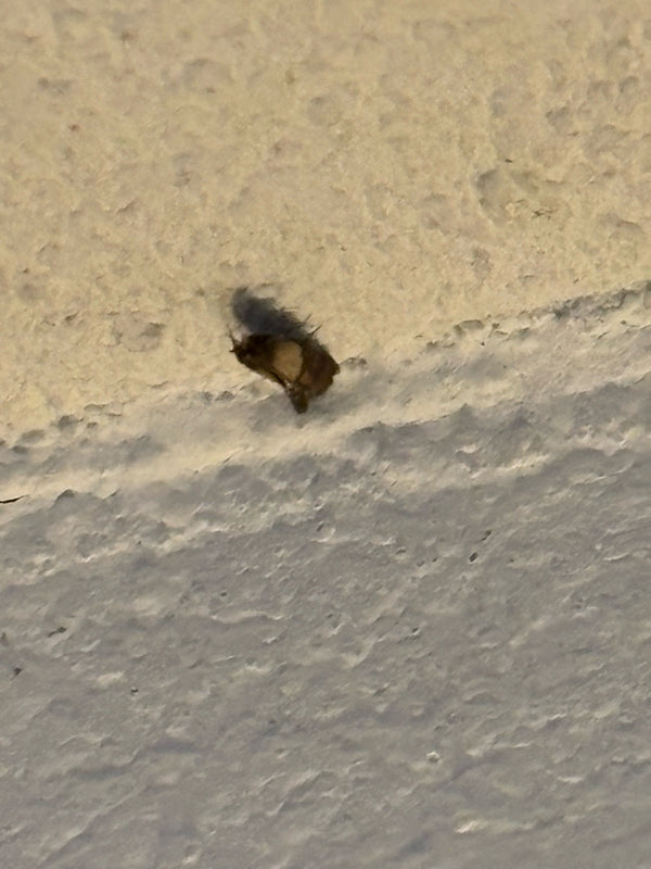 La larve soyeuse d'un dermeste est visible sur un fond clair et texturé. L'animal est au repos.