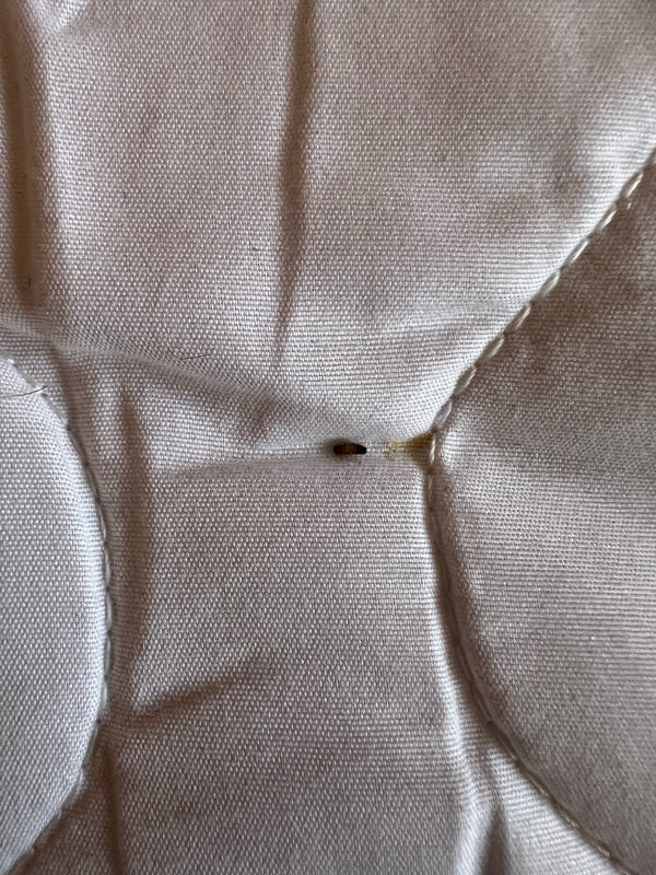 Une larve de dermeste typique à bandes brunes est visible sur un fond textile clair. L'insecte repose sur le tissu.