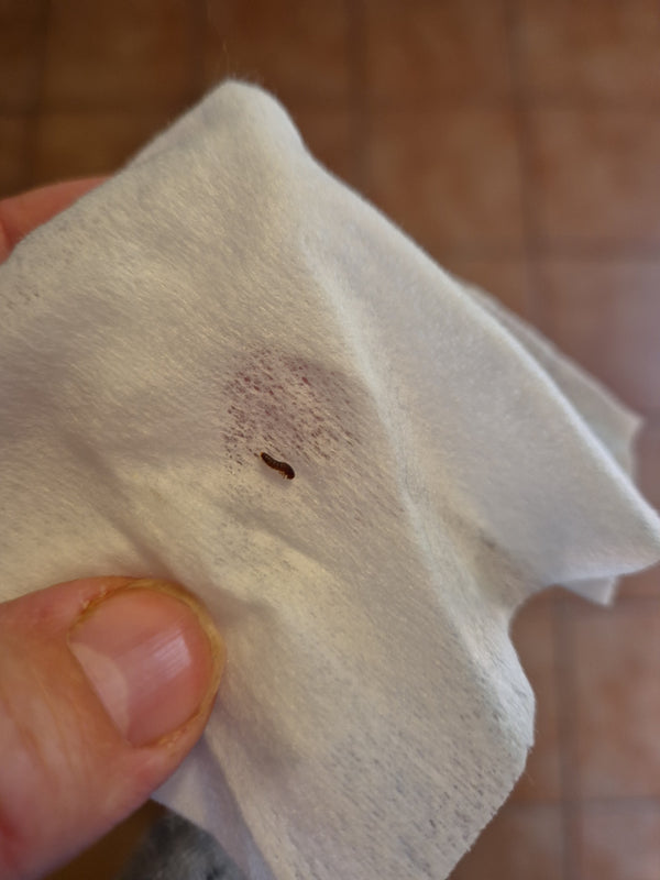 Une petite larve brune d'anthrène repose sur un papier ou un tissu clair. L'insecte est clairement visible et présente la structure poilue typique de la fami...