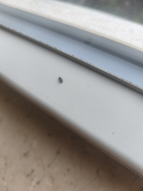 Un petit dermeste est posé sur un rebord de fenêtre clair. L'insecte reste immobile sur la surface lisse.