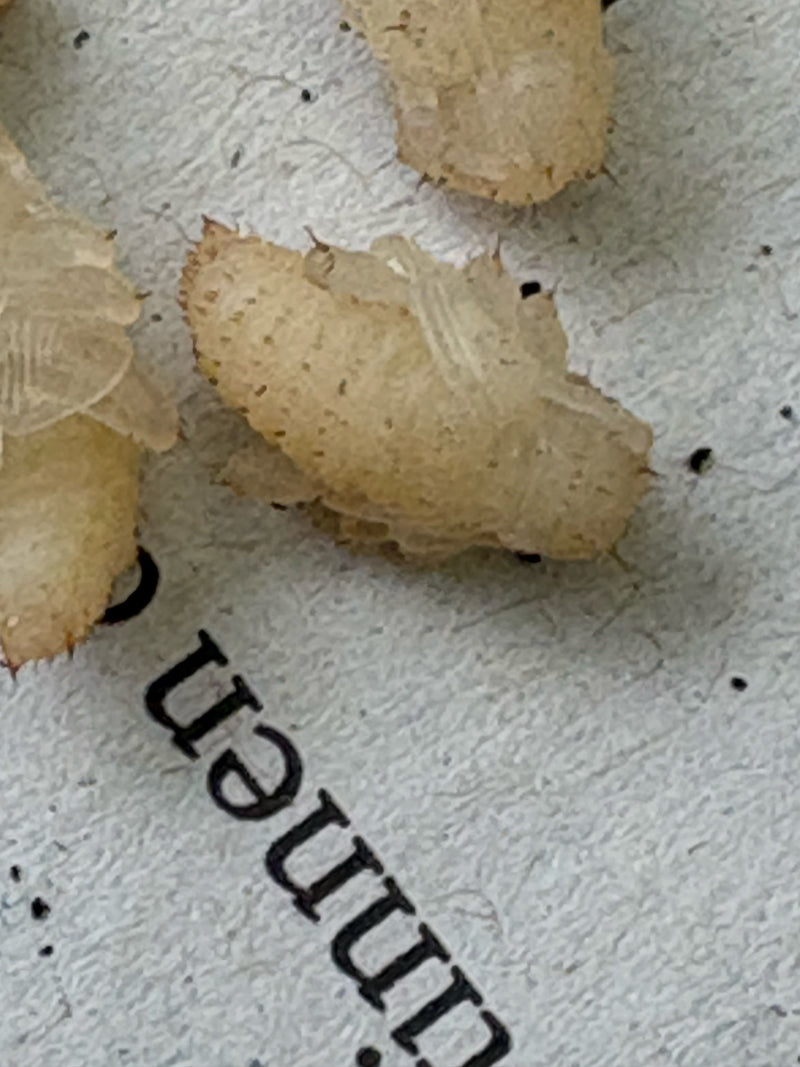 Exuvies de coléoptères — Bild 3