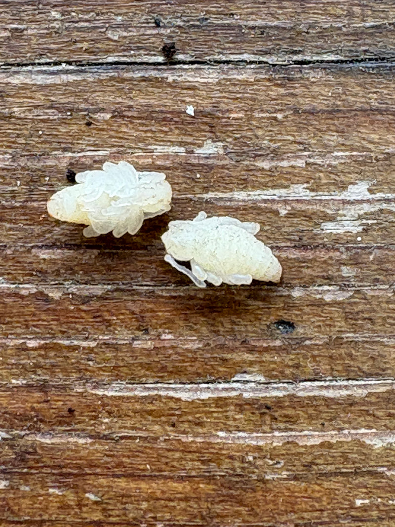 Exuvies de coléoptères — Bild 1