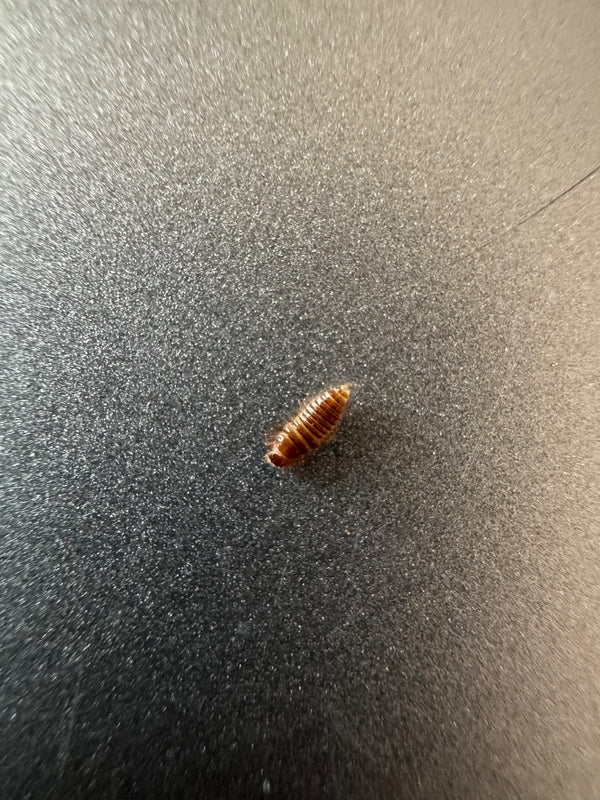 Une larve de dermeste brune et velue repose sur une surface grise légèrement granuleuse.