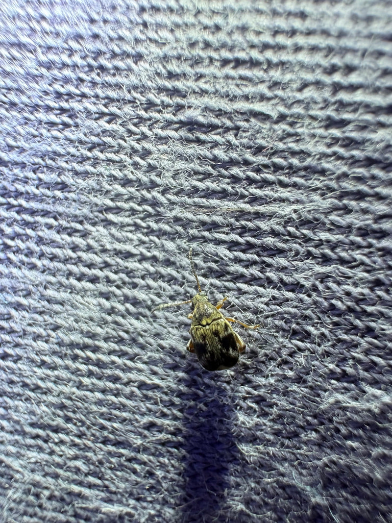 Une bruche du haricot est posée sur une surface textile bleue. Le coléoptère est nettement visible.