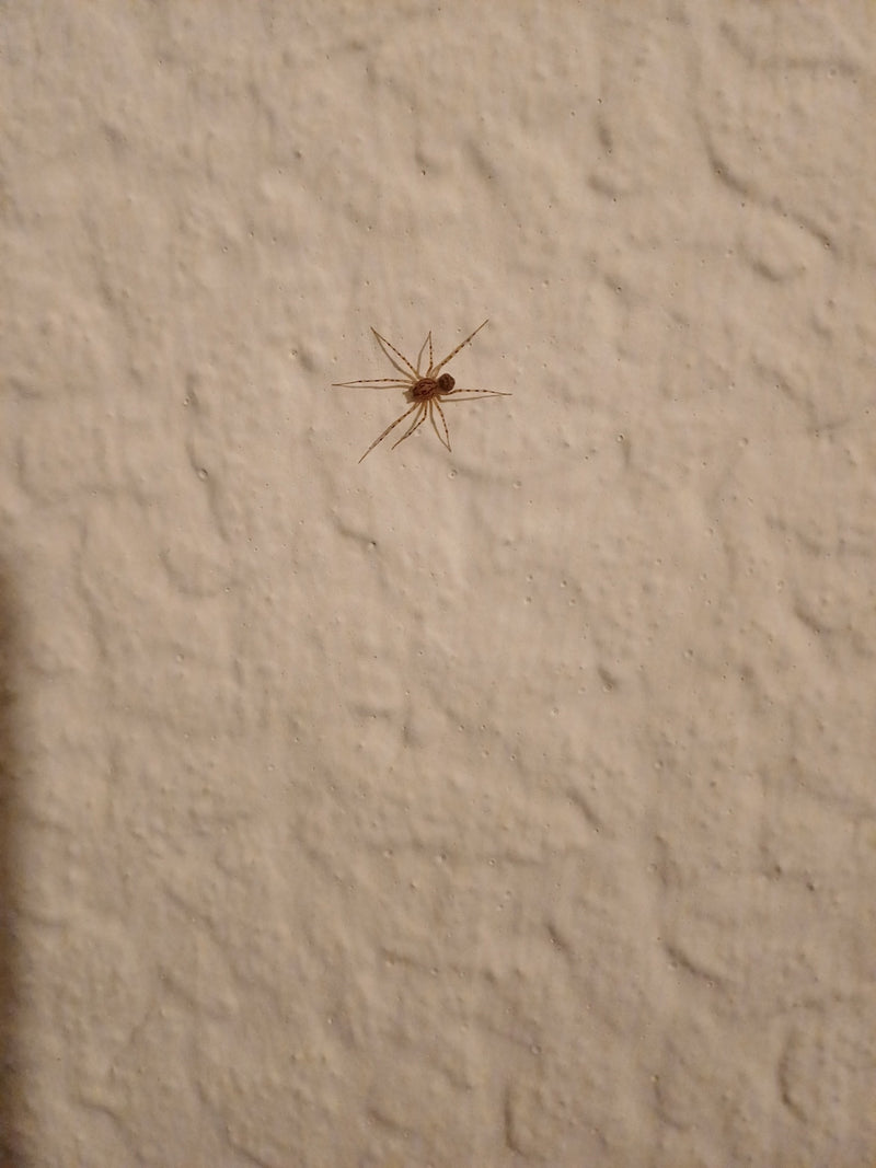 Araignée à manger — Bild 4