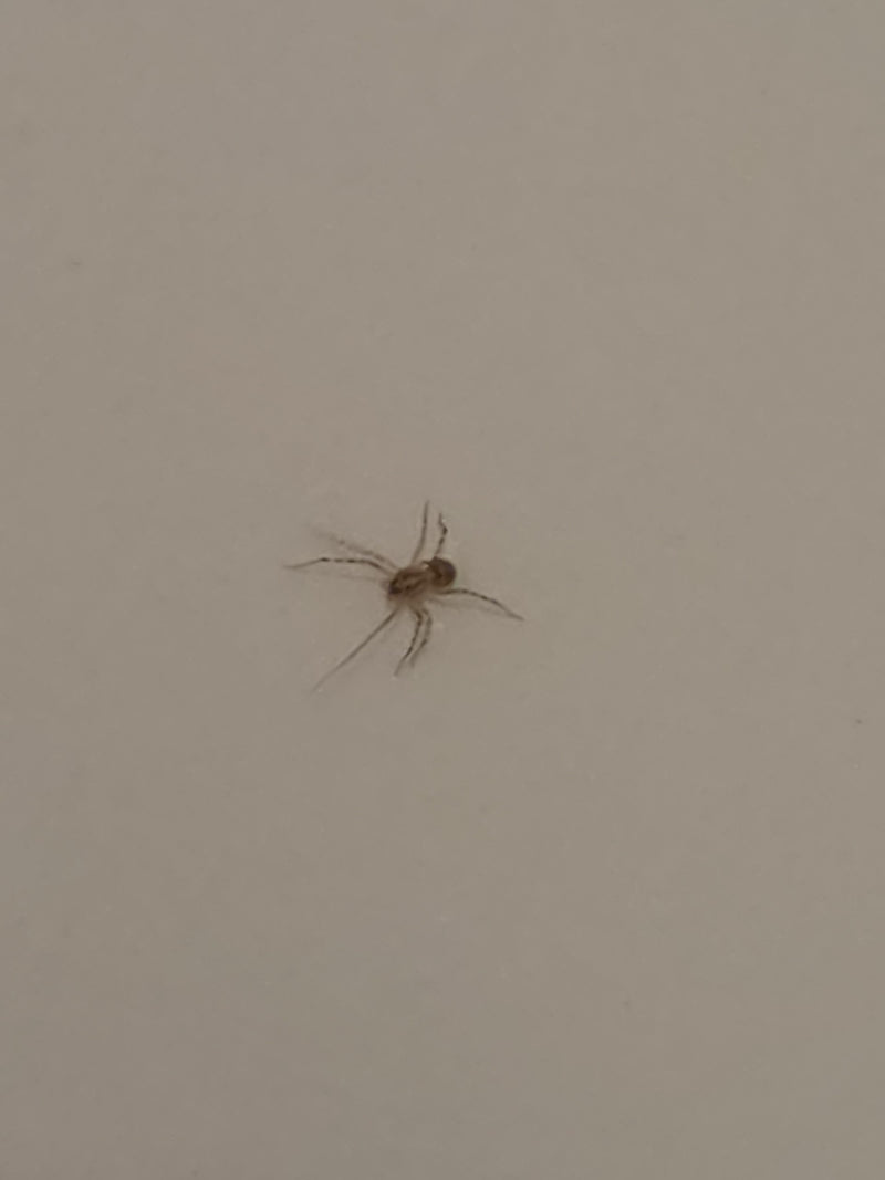 Araignée à manger — Bild 3